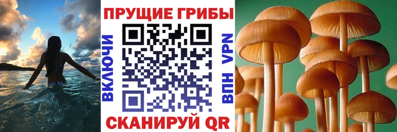 Псилоцибиновые грибы мицелий  дарнет шоп  Комсомольск-на-Амуре 